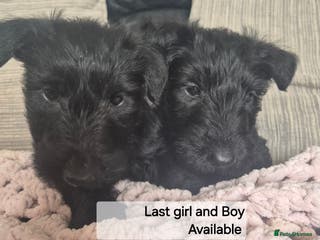 Scottish Terrier dogs KC Scottish terrier puppies - Advert 5
