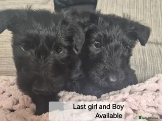 Scottish Terrier dogs KC Scottish terrier puppies - Advert 7