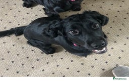 Mixed Breed dogs for sale: Sprocker spaniel cross - Image 6