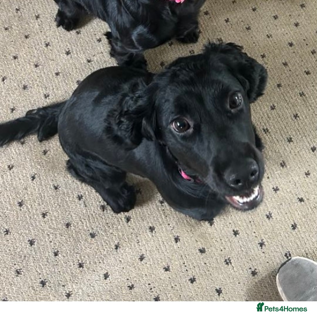 Mixed Breed dogs for sale: Sprocker spaniel cross - Image 6