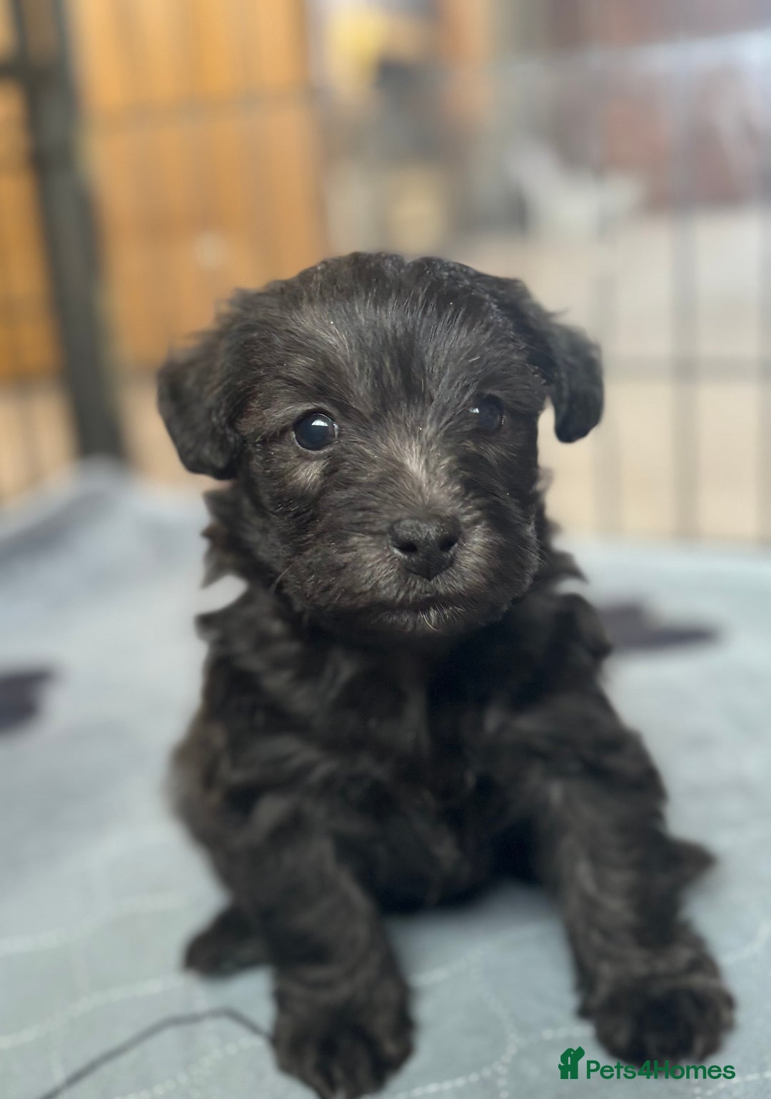 Mixed Breed dogs for sale: Westiepoo puppies - Advert 10