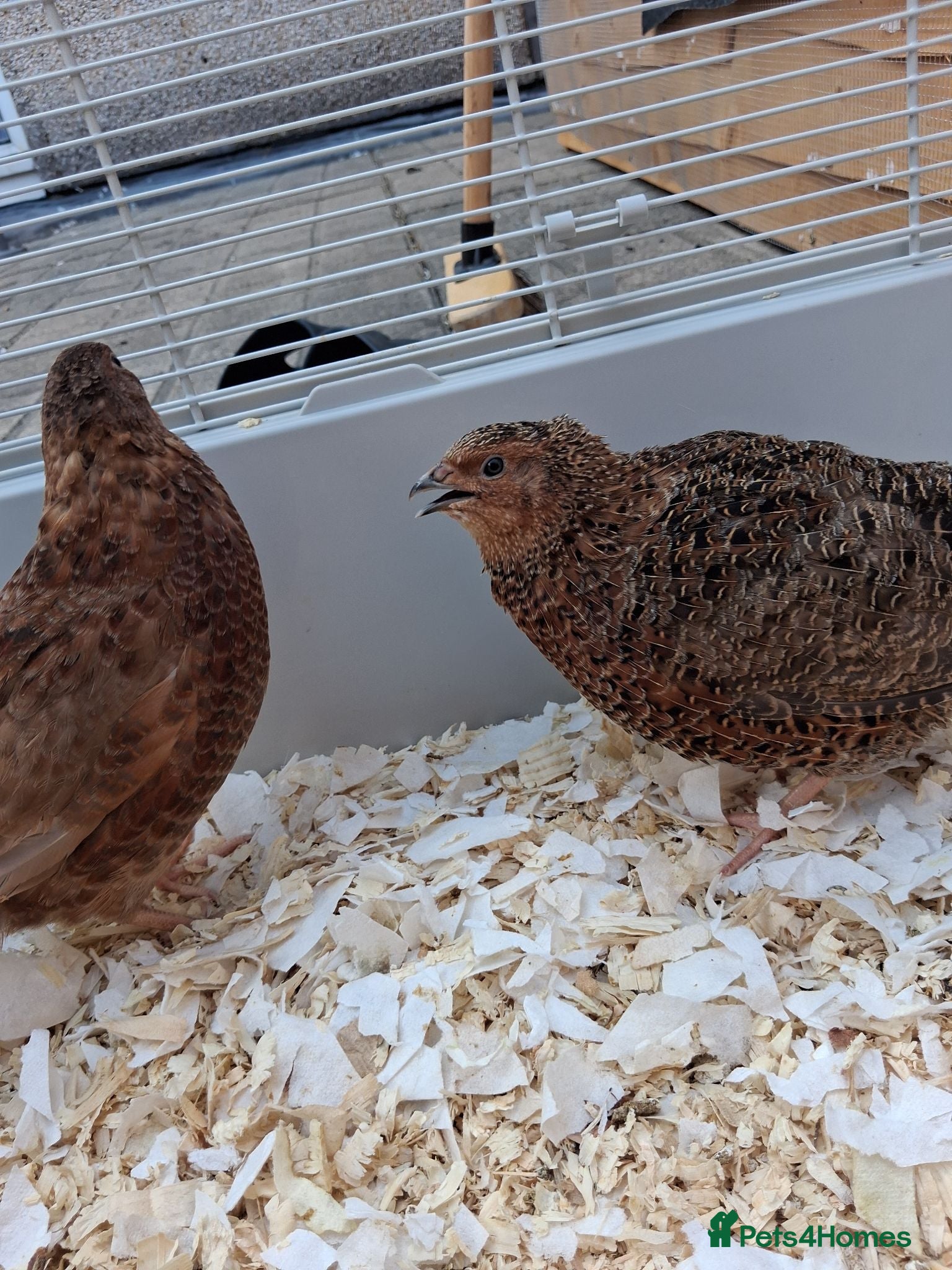 Quail poultry Two male couternix Quails  - Advert 2