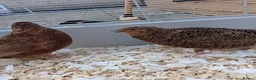 Quail poultry for sale: Two male couternix Quails  - Advert 2