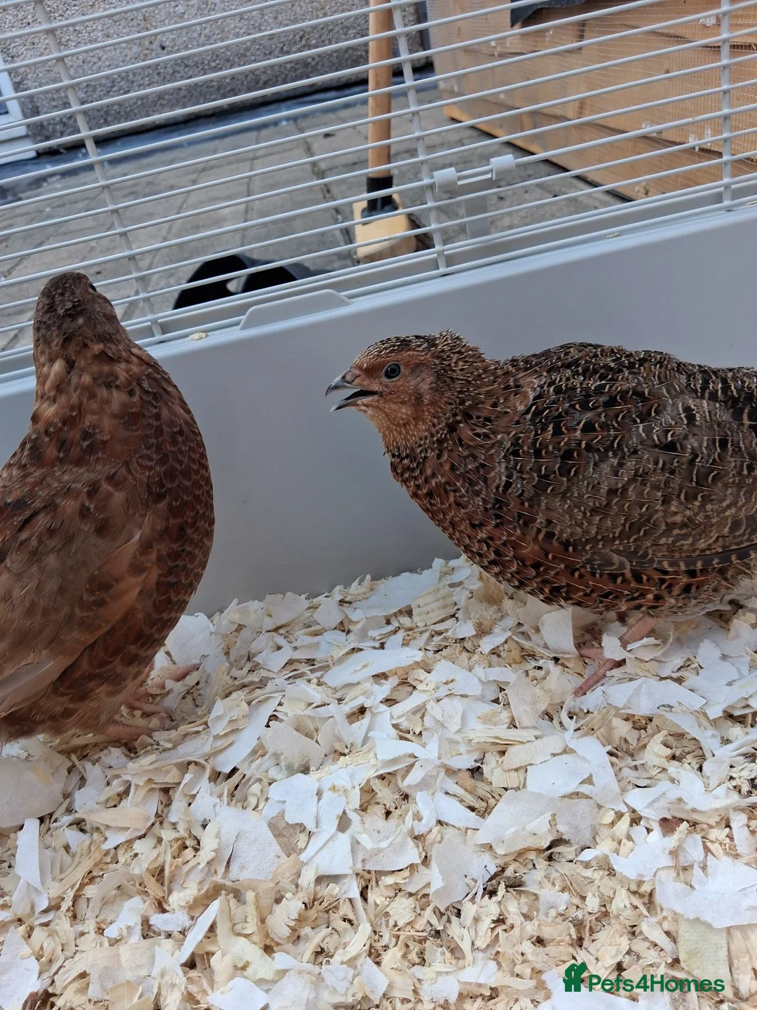 Quail poultry for sale: Two male couternix Quails  - Advert 2