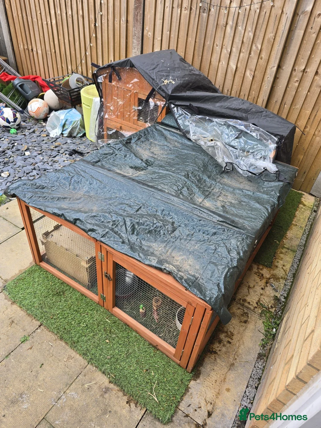 Guinea Pig rodents for sale: Guinea pigs and cages  in Bridgwater - Advert 5