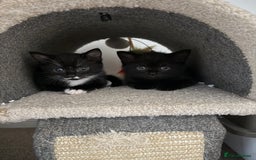 British Shorthair cats for sale: British short hair cross  - Image 1