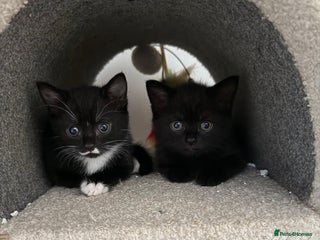 British Shorthair cats - Advert 28