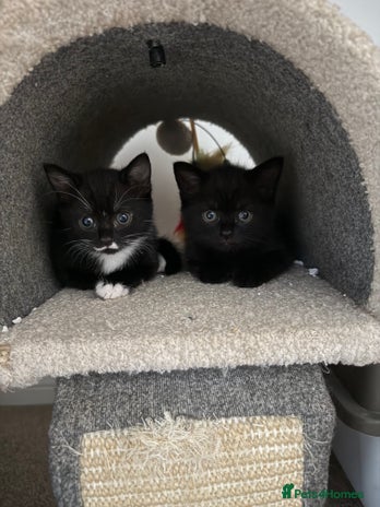 British Shorthair cats - Advert 15