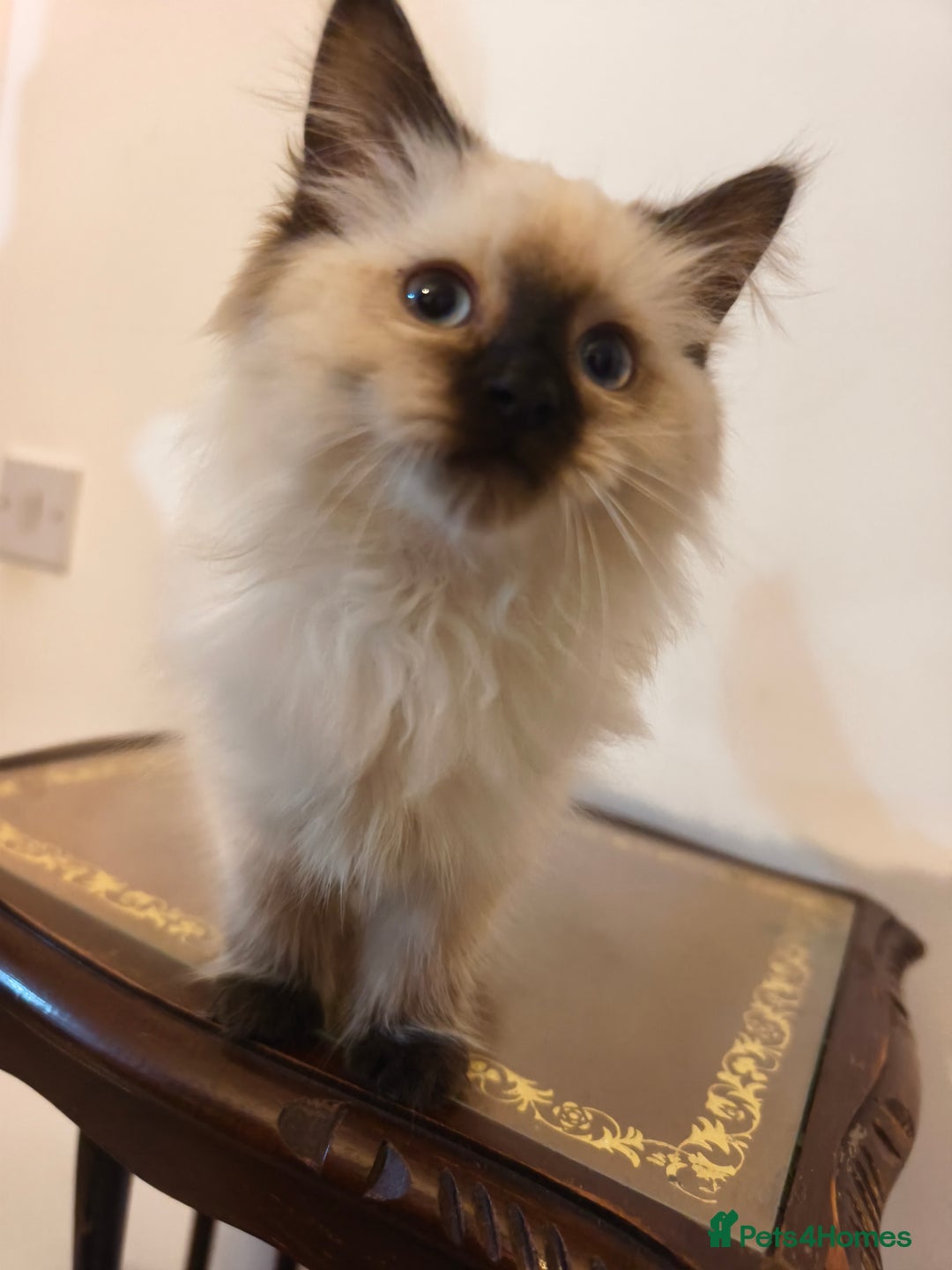 Ragdoll cats for sale: Beautiful Ragdoll Kittens Ready for Sale! - Advert 19