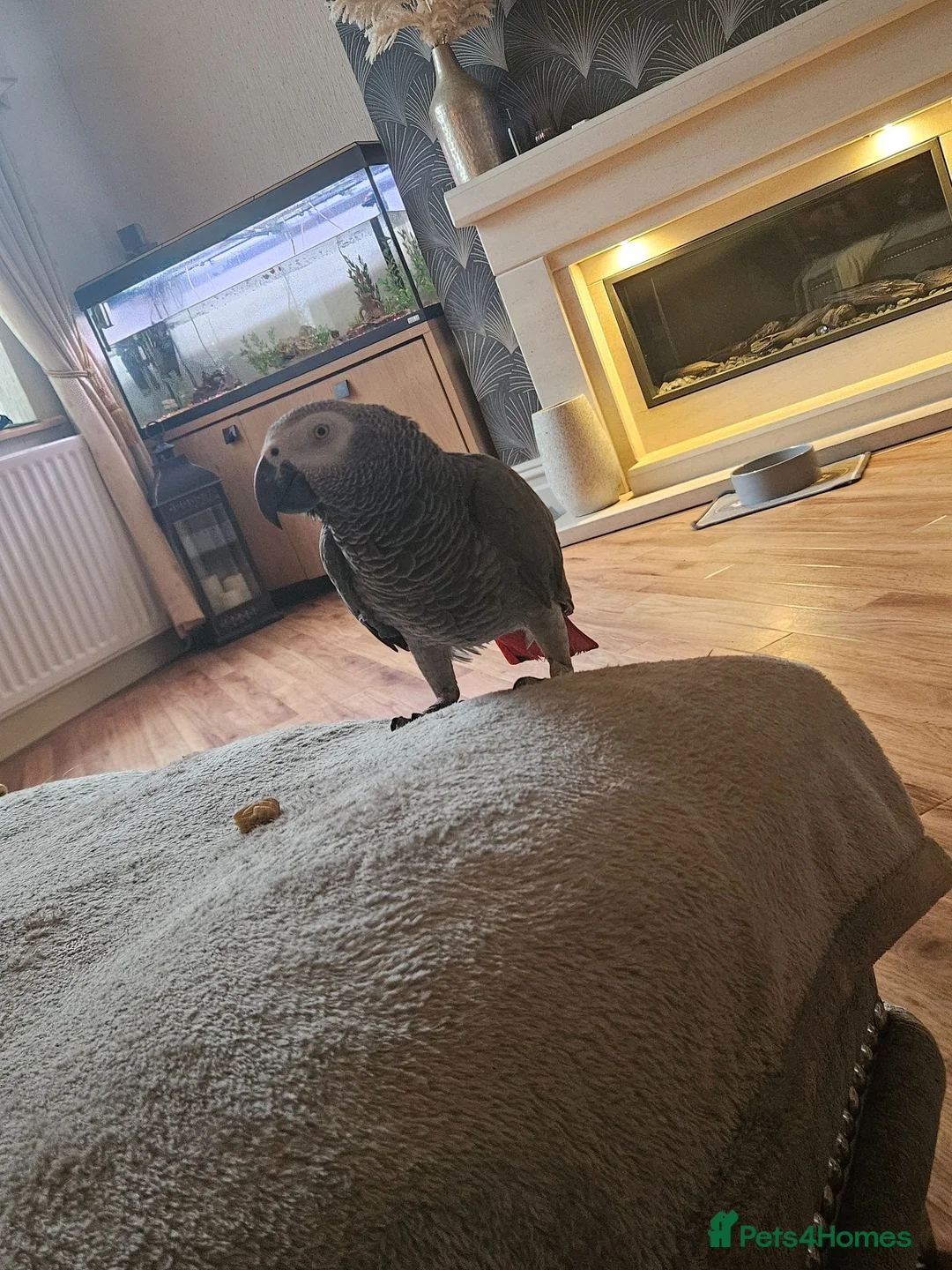 Parrots birds for sale: African grey  in Burnley - Advert 1