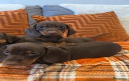 Dachshund dogs for sale: Dachounds for sale  - Image 8