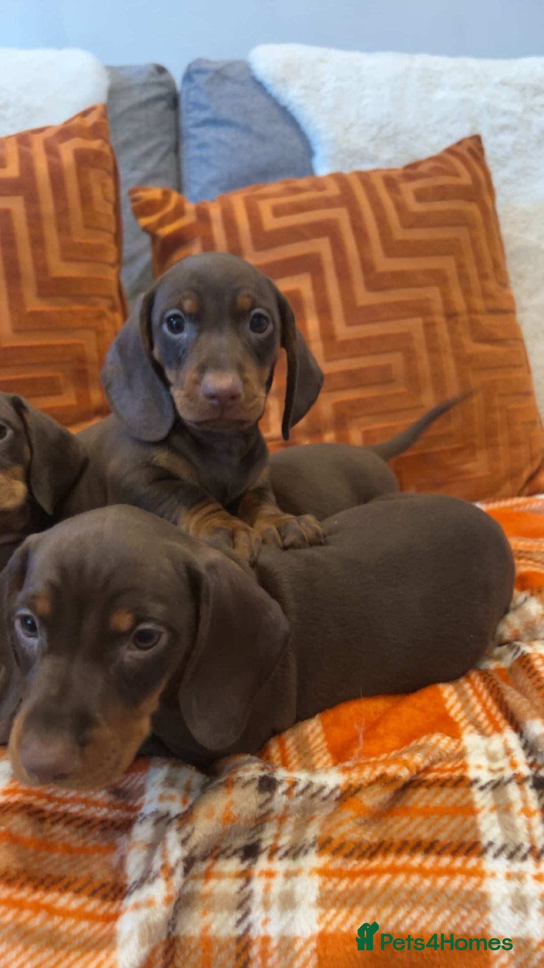 Dachshund dogs for sale: Dachounds for sale  - Image 8