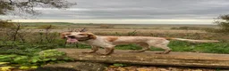 Cocker Spaniel dogs for sale: Leo – 2-Year-Old Lemon Roan Working Cocker Spaniel - Advert 10