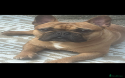 French Bulldog dogs for stud: Arnie  - Image 2