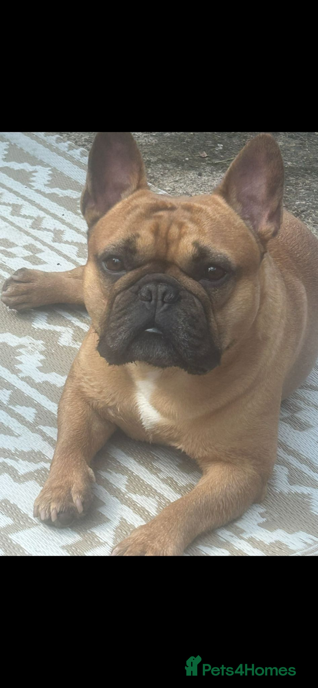 French Bulldog dogs for stud: Arnie  - Image 2