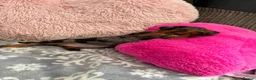 Miniature Dachshund dogs for sale: 😾  •• Miniature Dachshund Puppies  •• 🐺   - Advert 8