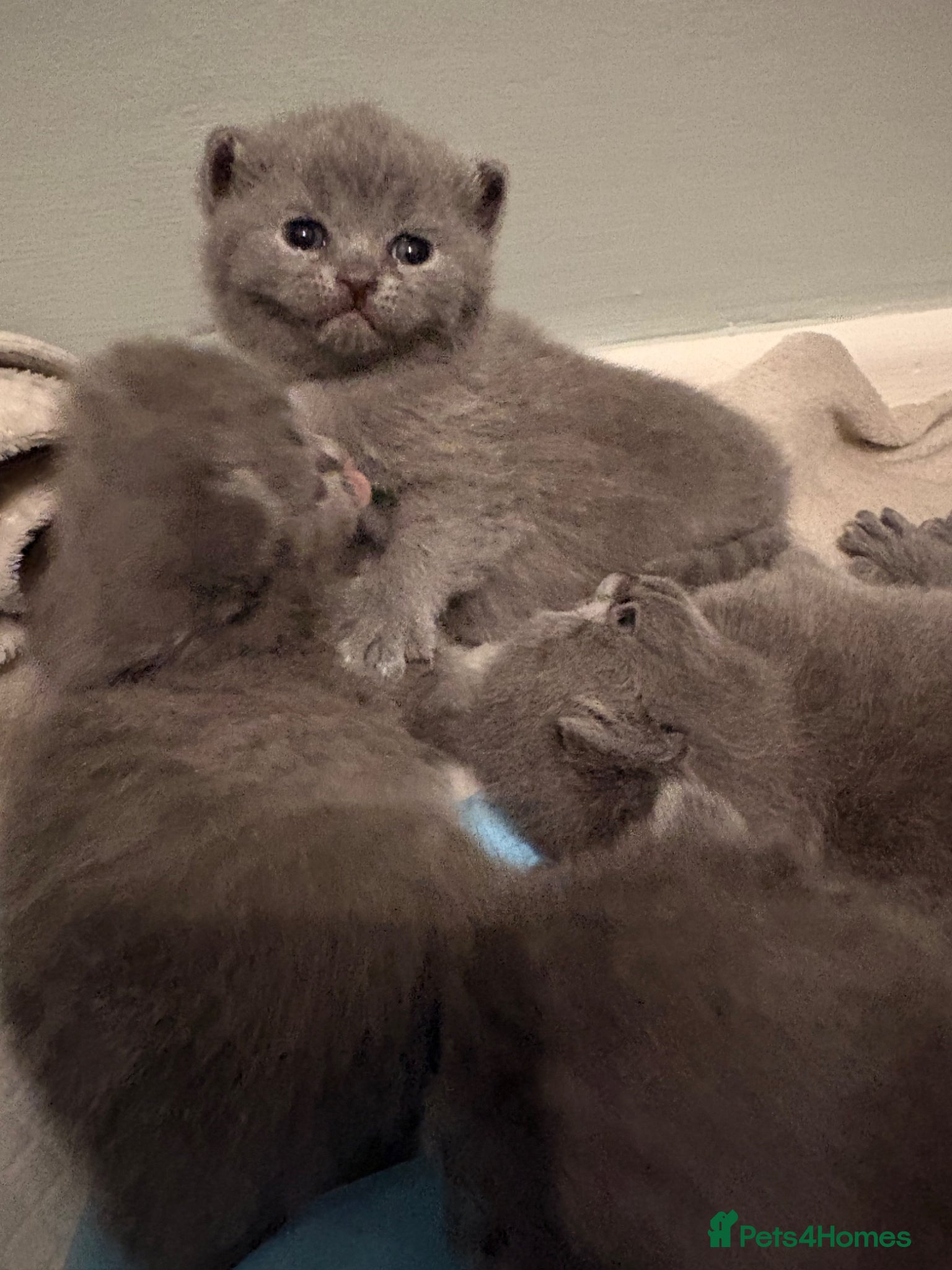 British Shorthair cats for sale: British Shorthair Kittens in Poole - Advert 6