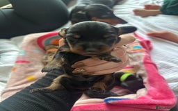 Dachshund dogs for sale: Mini dachshunds - 1 girl available - Image 11