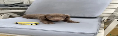 Dachshund 6