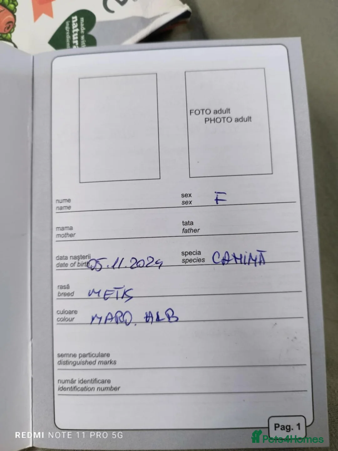 Mixed Breed dogs for adoption: Meet MARK - a very Sweet Boy for a Loving Home - Advert 14