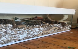 Gerbil rodents for sale: 2 female gerbils - Image 3