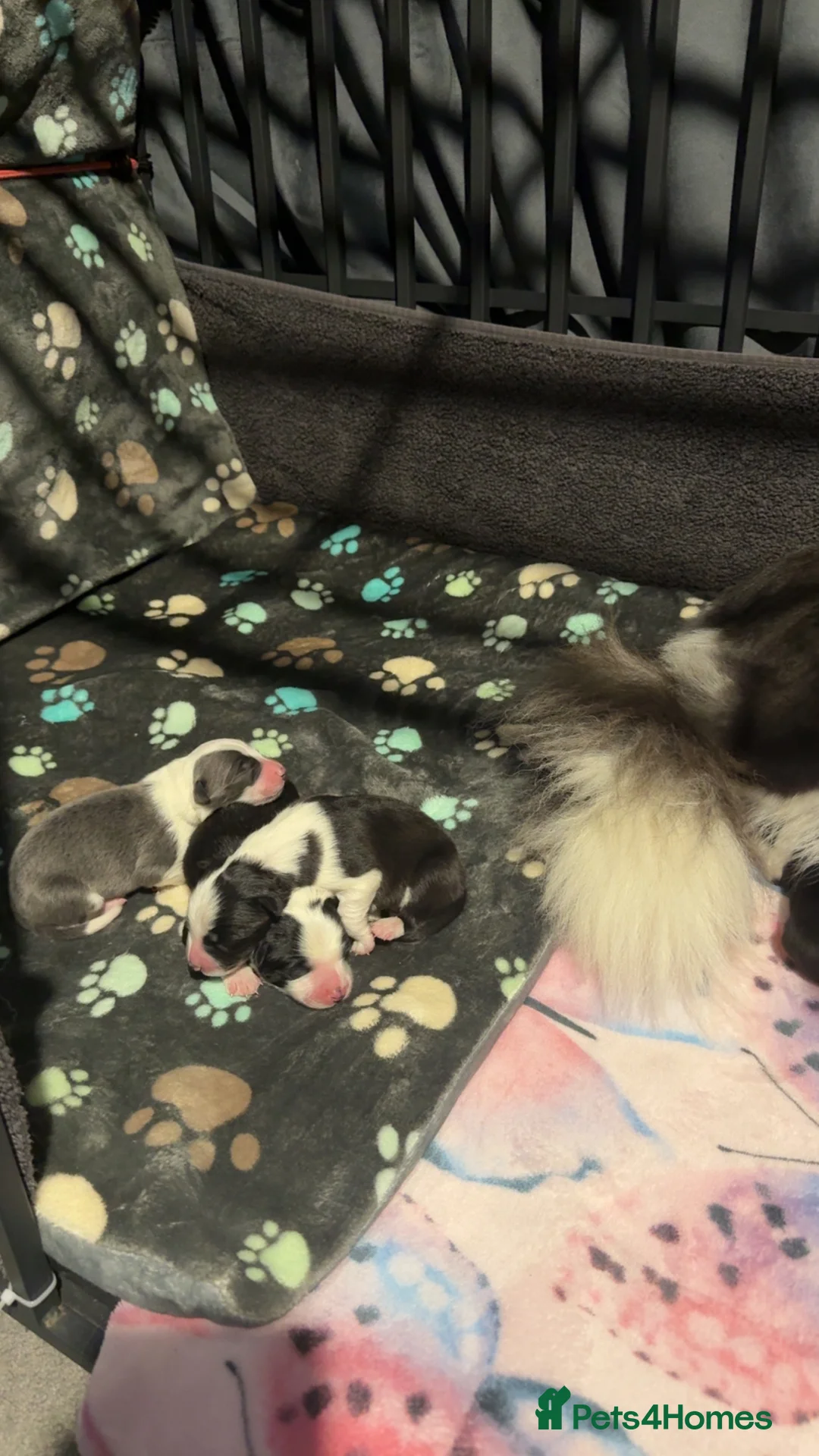 Border Collie dogs for sale: Border Collie Puppies For Sale - Advert 9