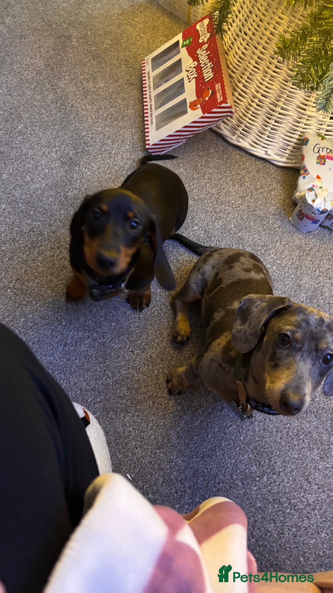 Miniature Dachshund dogs for sale: Pair of miniature dachshunds BOY AND GIRL - Advert 4