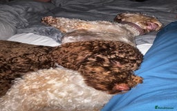 Labradoodle dogs for sale:  Mini toy labradoodle needing a new home  - Image 2