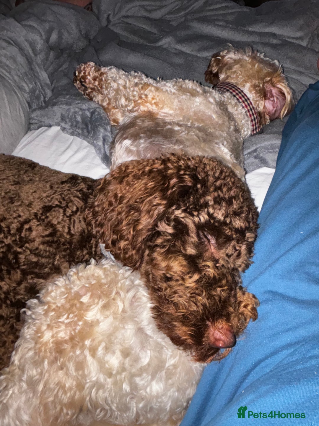 Labradoodle dogs for sale:  Mini toy labradoodle needing a new home  - Image 2