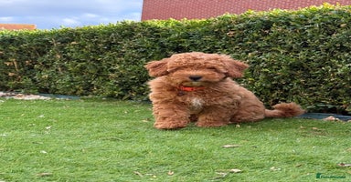 Poochon dogs - Advert 9