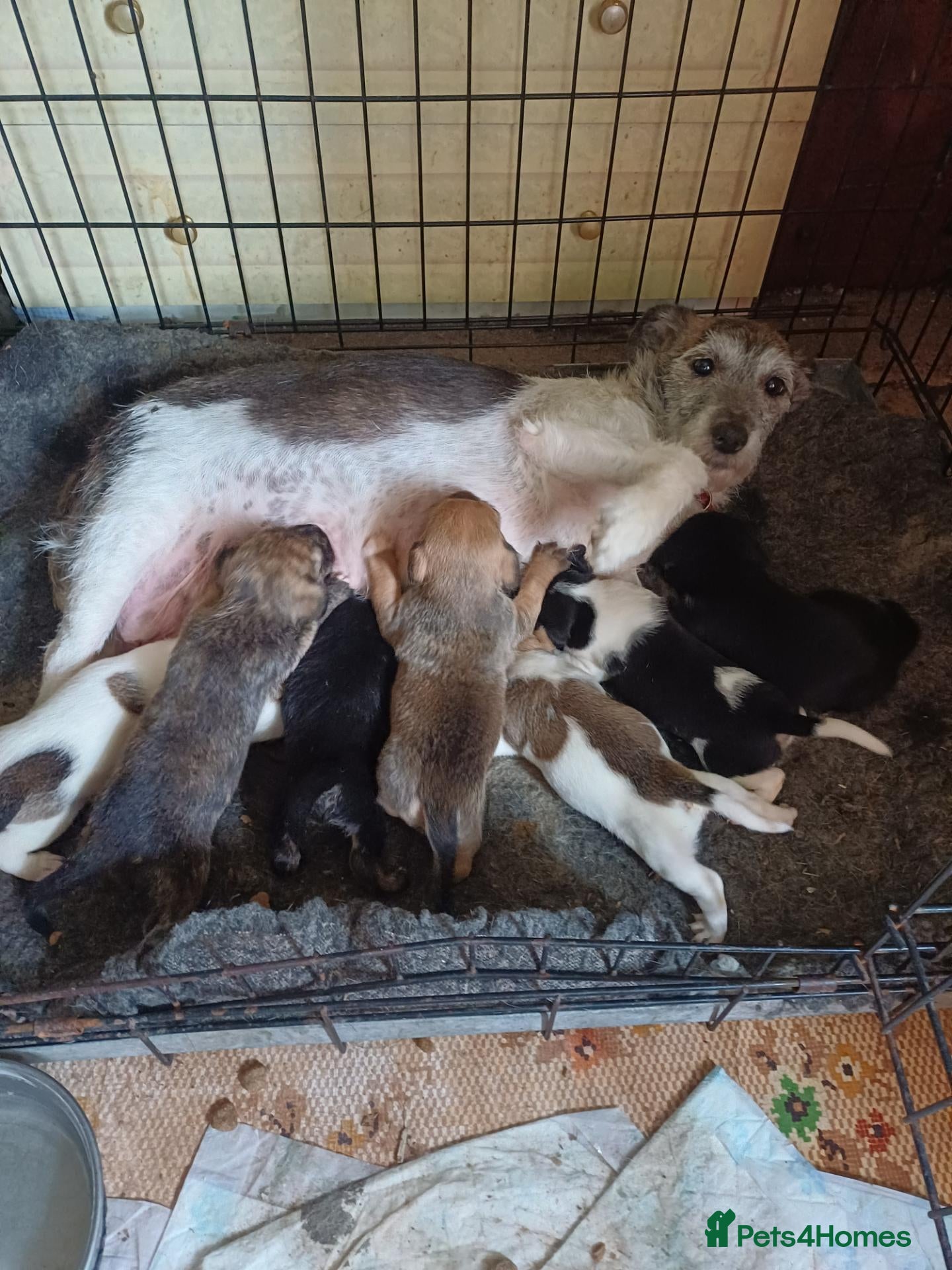 Jack Russell dogs Adorable Jack Russel Puppies  - Advert 1