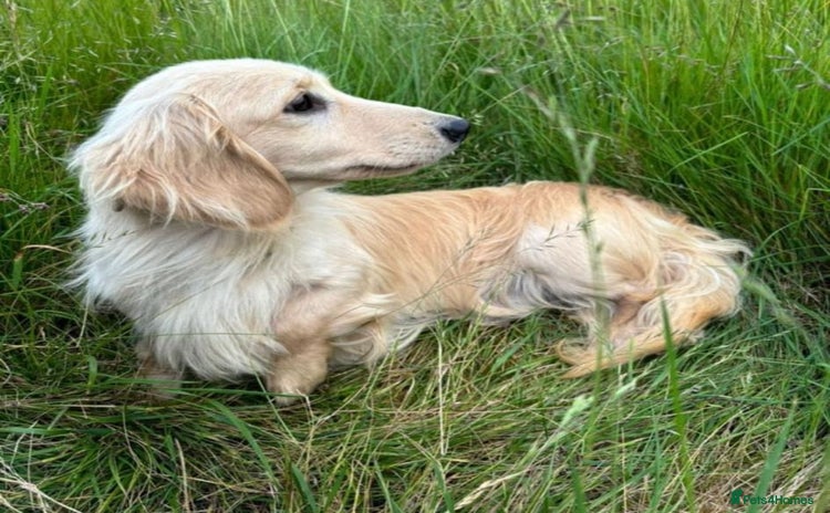 Dachshund dogs - Advert 1