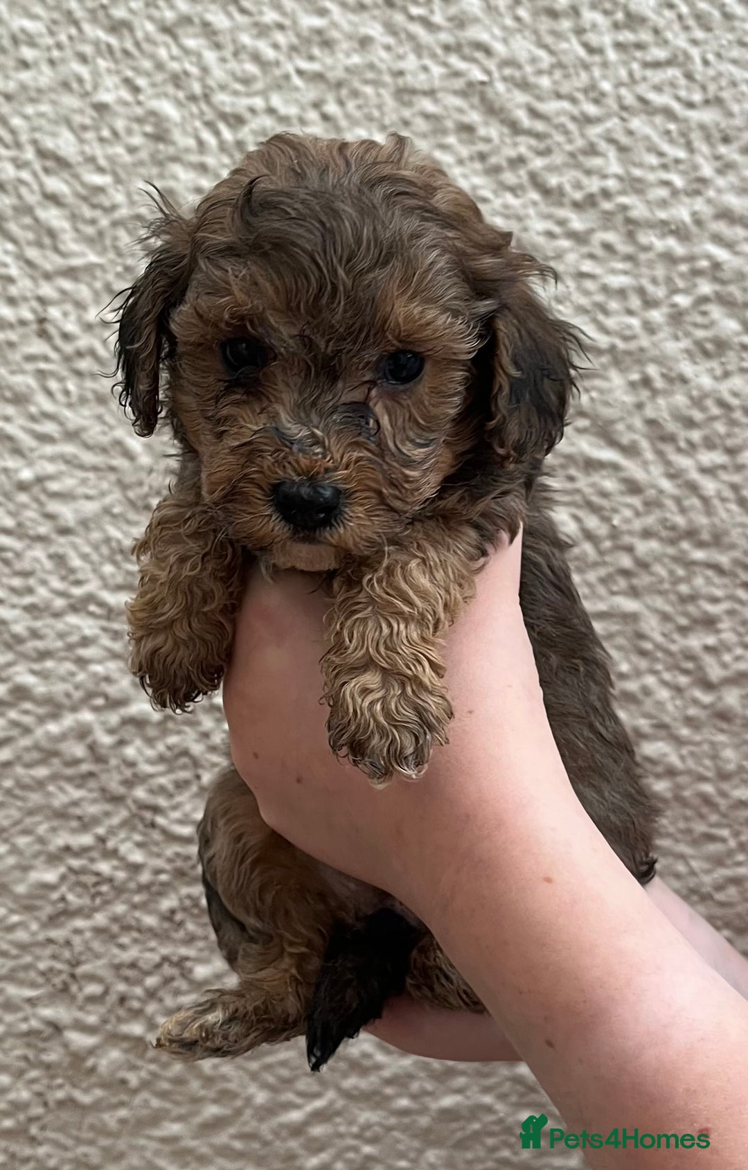 Cockapoo dogs for sale: Stunning F1b Cockapoo puppy’s  - Image 16