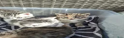 British Shorthair cats for sale: Fluffy Tigers (Last Two) - Advert 34