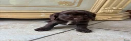 Cocker Spaniel dogs for sale: Beautiful show cocker spaniel puppies - Advert 7