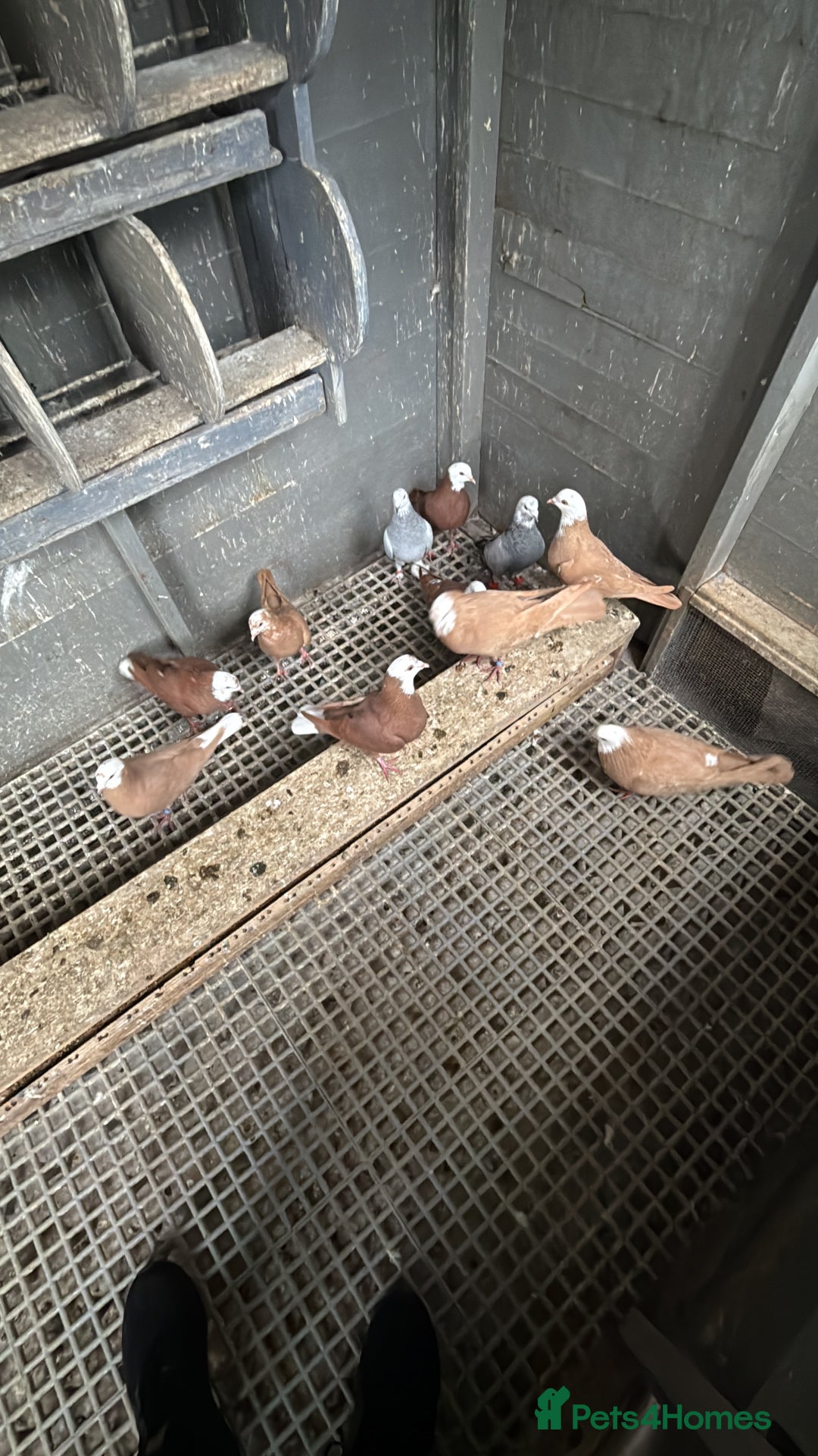 Pigeons birds for sale: Pigeons - Image 2