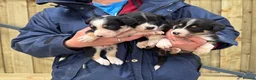 Border Collie dogs for sale: Farm bred Border Collie pups in Alnwick - Advert 5