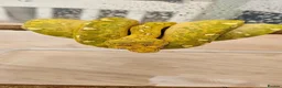 Python Snake reptiles for sale: Green Tree Python  - Advert 3