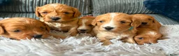 Cavapoo dogs for sale: F1 cavapoo puppies 🐶  - Advert 3