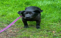 Mixed Breed dogs for adoption: Blossy - Norwich Norfolk  - Image 5