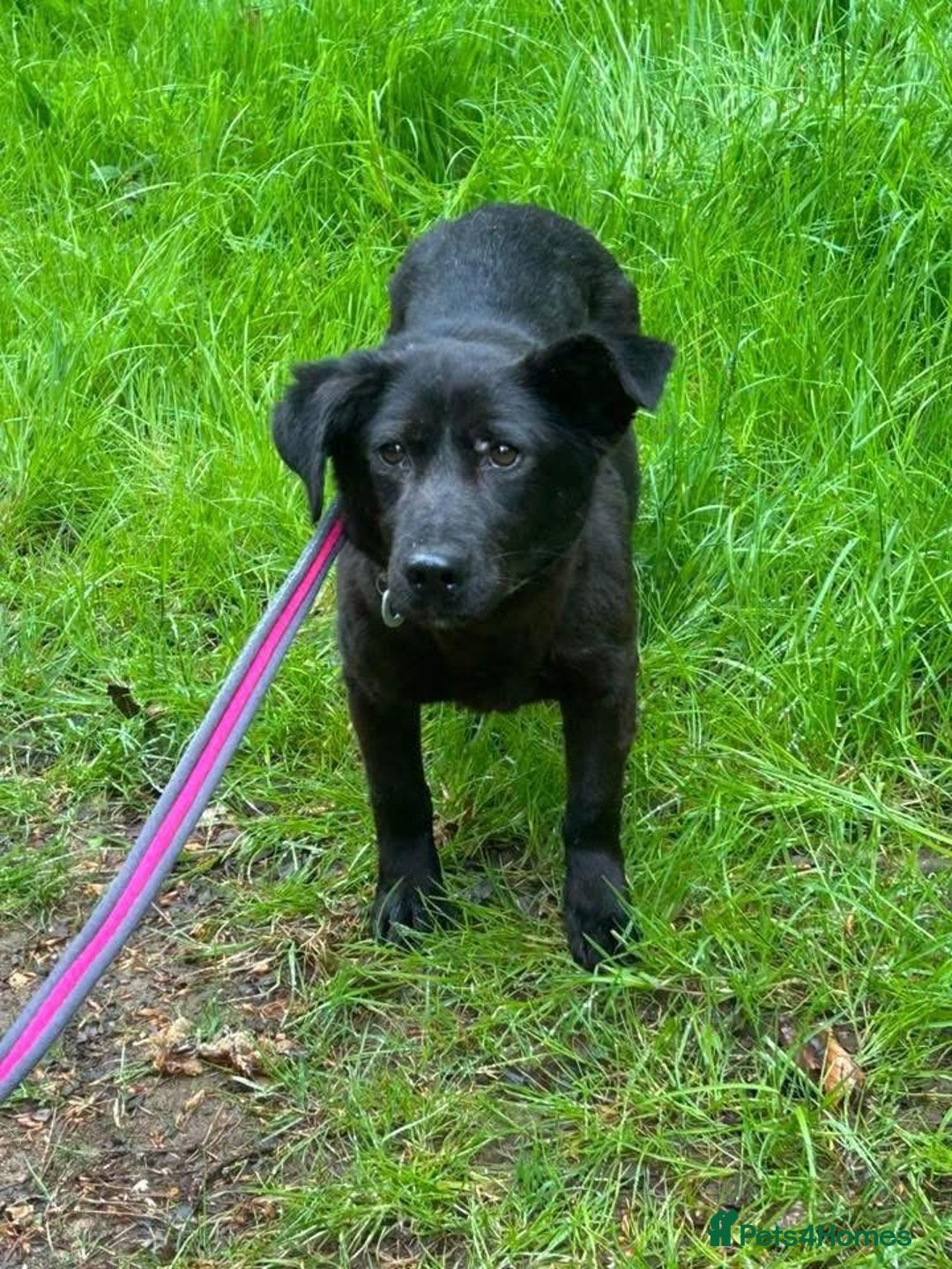 Mixed Breed dogs for adoption: Blossy - Norwich Norfolk  - Image 5