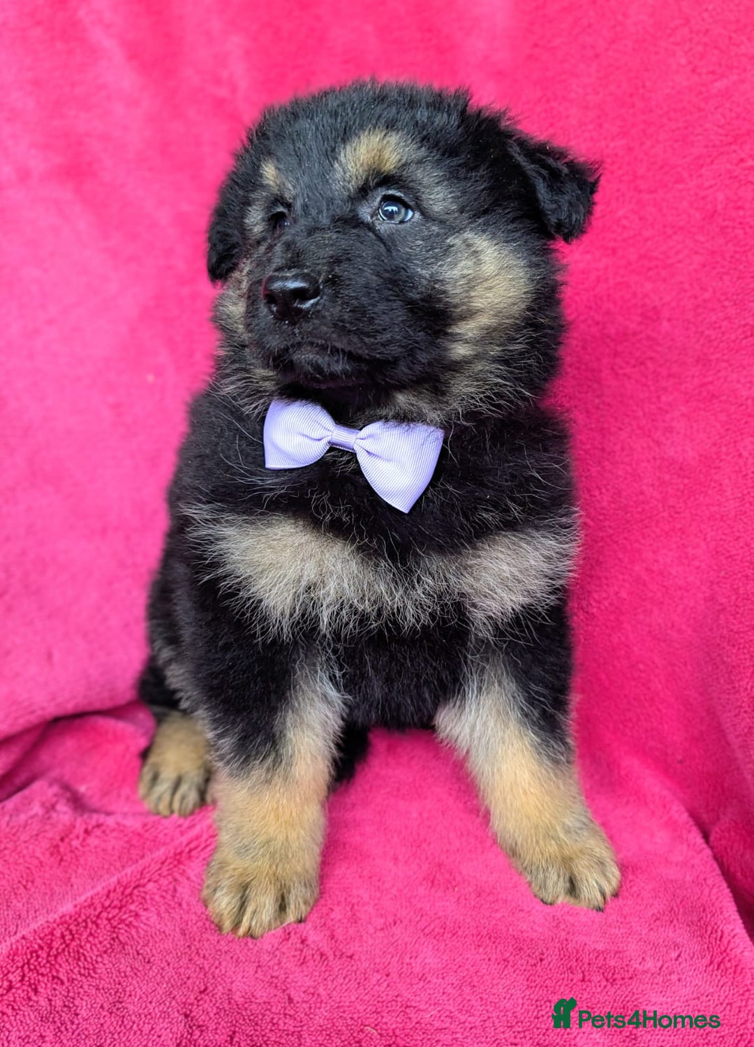 German Shepherd dogs for sale: Adorable German Shepherd puppies - Image 20