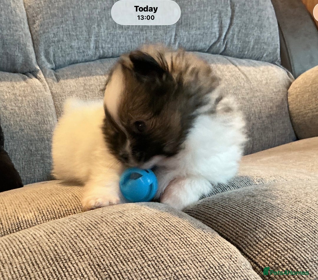 Pomeranian dogs for sale: Tiny toy size parti-Pomeranian 8 weeks ready now - Advert 8