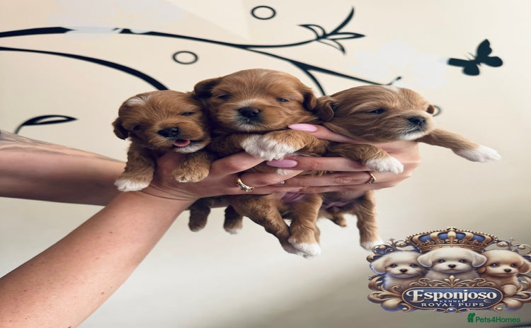 Maltipoo dogs - Advert 1