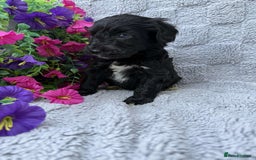 Cockapoo dogs for sale: F1 Showtype Cockapoo - Image 11