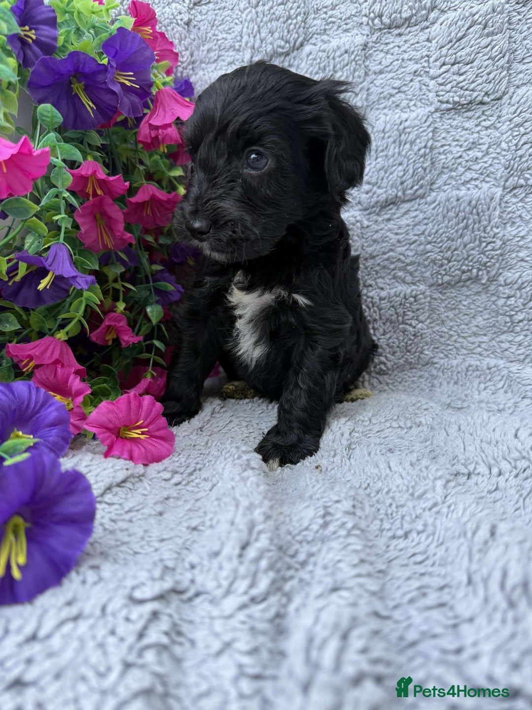 Cockapoo dogs for sale: F1 Showtype Cockapoo - Image 11