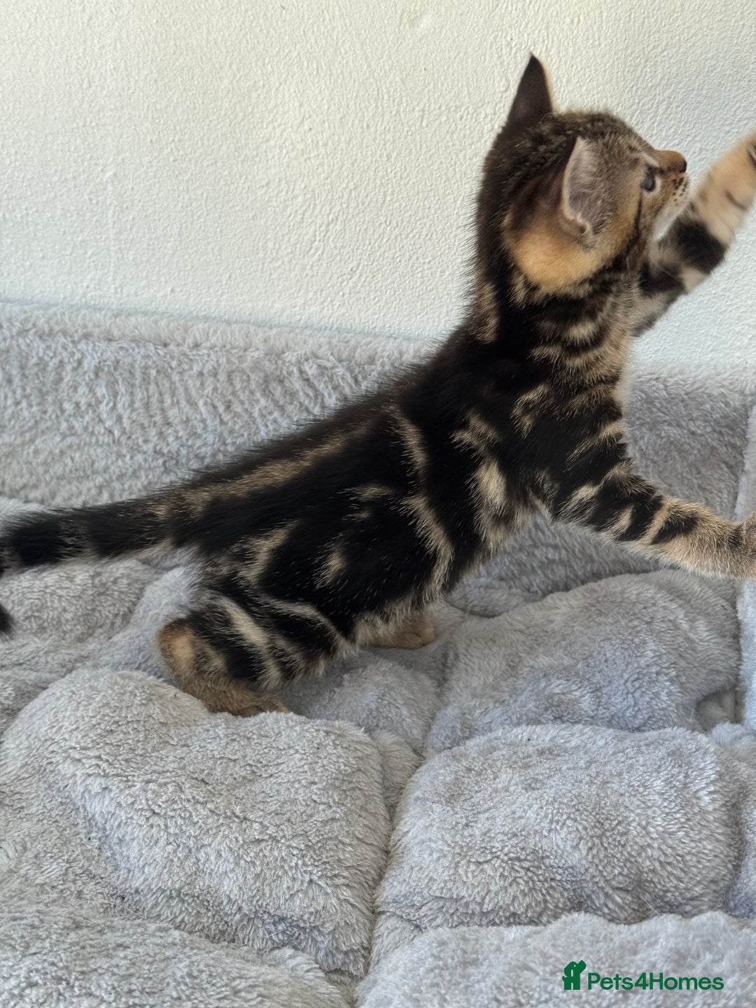 Bengal cats for sale: MARBLED & Spotted BENGALS TiCA Reg 1 kitten left  - Image 11
