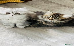 Persian cats for sale: Chinchilla Persian kittens - Image 1