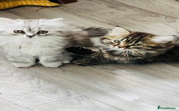 Persian cats - Advert 4