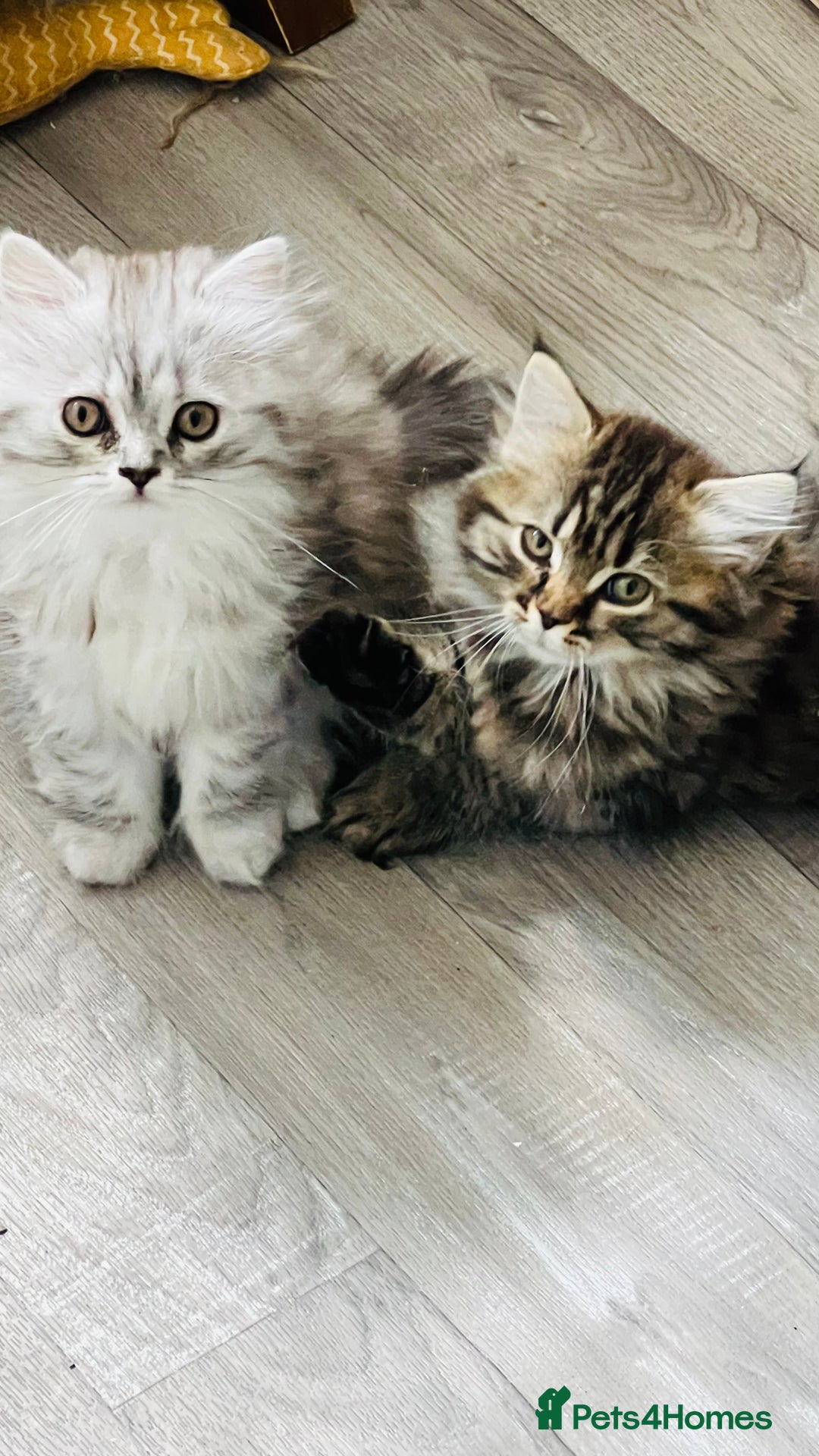 Persian cats for sale: Chinchilla Persian kittens - Image 1